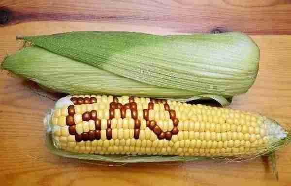 又查出13万斤转基因玉米种子！专家：农民没义务了解是否转基因